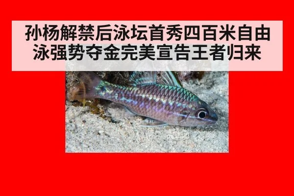 孙杨解禁后泳坛首秀四百米自由泳强势夺金完美宣告王者归来